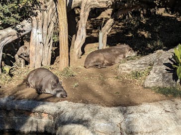 恩賜上野動物園に投稿された画像（2025/1/27）