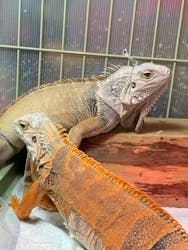 あうるぱーく フクロウカフェ池袋に投稿された画像（2025/1/27）