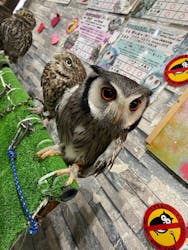 あうるぱーく フクロウカフェ池袋に投稿された画像（2025/1/27）