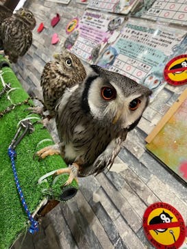 あうるぱーく フクロウカフェ池袋に投稿された画像（2025/1/27）