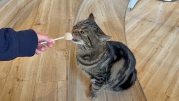 猫カフェモカ　イオンレイクタウン店に投稿された画像（2025/1/28）