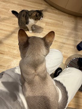 猫カフェモカ　イオンレイクタウン店に投稿された画像（2025/1/28）