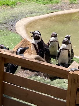 那須どうぶつ王国に投稿された画像（2025/1/28）