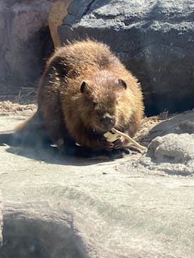 那須どうぶつ王国に投稿された画像（2025/1/28）