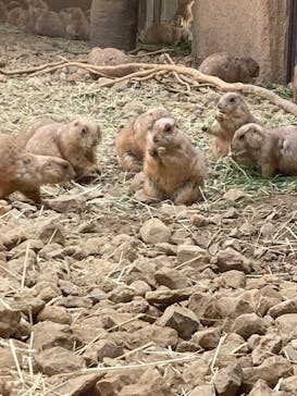 那須どうぶつ王国に投稿された画像（2025/1/28）