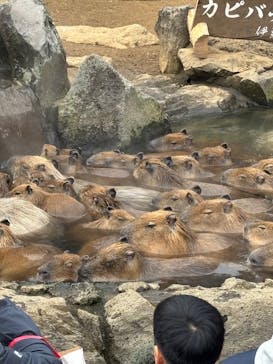 伊豆シャボテン動物公園に投稿された画像（2025/1/28）