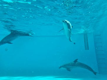しながわ水族館に投稿された画像（2025/1/28）