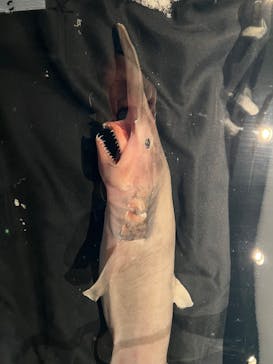 アクアワールド茨城県大洗水族館に投稿された画像（2025/1/28）