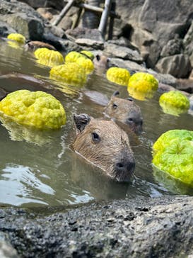 伊豆シャボテン動物公園に投稿された画像（2025/1/28）