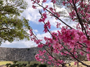 今帰仁城跡に投稿された画像（2025/1/28）