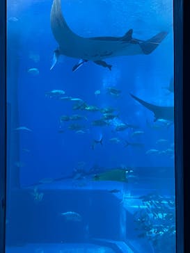 沖縄美ら海水族館に投稿された画像（2025/1/28）