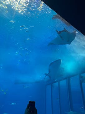 沖縄美ら海水族館に投稿された画像（2025/1/28）