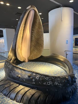 沖縄美ら海水族館に投稿された画像（2025/1/28）