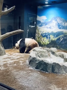 恩賜上野動物園に投稿された画像（2025/1/28）