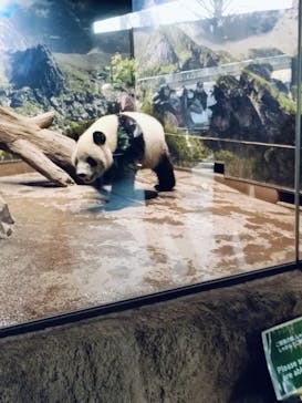 恩賜上野動物園に投稿された画像（2025/1/28）