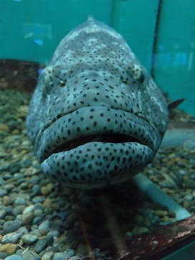 串本海中公園水族館に投稿された画像（2025/1/28）