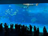 沖縄美ら海水族館に投稿された画像（2025/1/28）