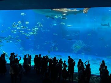 沖縄美ら海水族館に投稿された画像（2025/1/28）