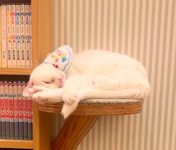 猫カフェモカ　イオンモール水戸内原店に投稿された画像（2025/1/28）