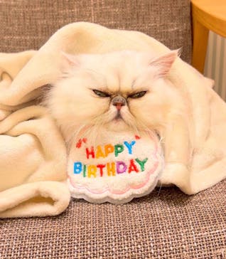 猫カフェモカ　イオンモール水戸内原店に投稿された画像（2025/1/28）