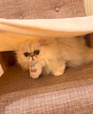 猫カフェモカ　イオンモール水戸内原店に投稿された画像（2025/1/28）