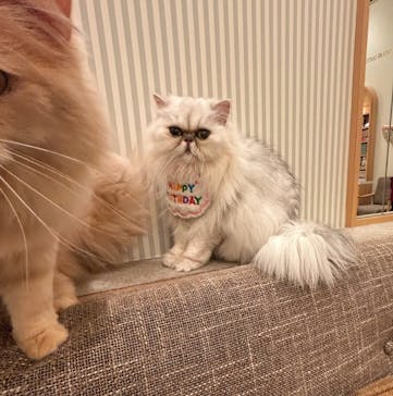 猫カフェモカ　イオンモール水戸内原店に投稿された画像（2025/1/28）