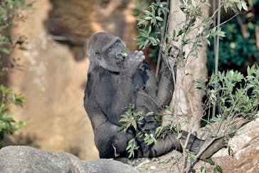 恩賜上野動物園に投稿された画像（2025/1/28）