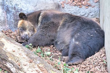 恩賜上野動物園に投稿された画像（2025/1/28）