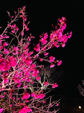 今帰仁城跡に投稿された画像（2025/1/28）