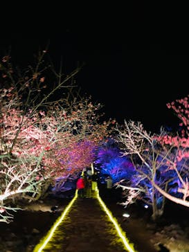 今帰仁城跡に投稿された画像（2025/1/28）