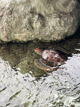 葛西臨海水族園に投稿された画像（2025/1/28）