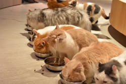 猫カフェモカ　神戸三宮店に投稿された画像（2025/1/28）
