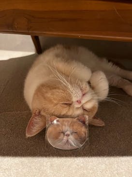 猫カフェモカ　神戸三宮店に投稿された画像（2025/1/28）