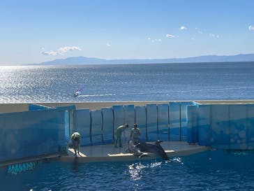 新江ノ島水族館に投稿された画像（2025/1/29）