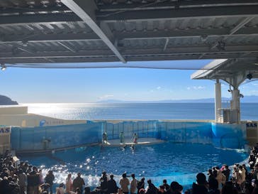新江ノ島水族館に投稿された画像（2025/1/29）