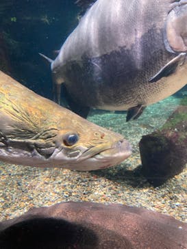 世界淡水魚園水族館　アクア・トトぎふに投稿された画像（2025/1/29）