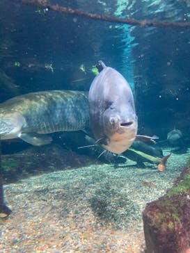世界淡水魚園水族館　アクア・トトぎふに投稿された画像（2025/1/29）