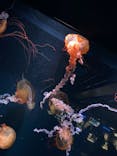 京都水族館に投稿された画像（2025/1/29）