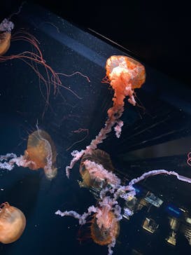 京都水族館に投稿された画像（2025/1/29）