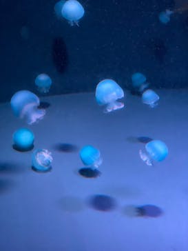 京都水族館に投稿された画像（2025/1/29）