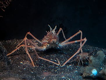 新江ノ島水族館に投稿された画像（2025/1/29）