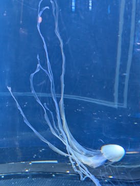 新江ノ島水族館に投稿された画像（2025/1/29）