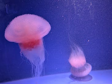 新江ノ島水族館に投稿された画像（2025/1/29）