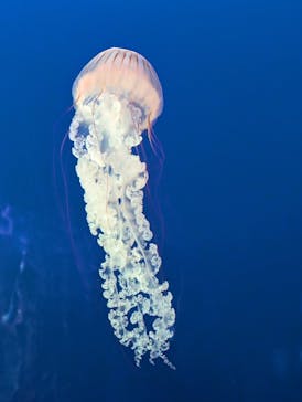 新江ノ島水族館に投稿された画像（2025/1/29）