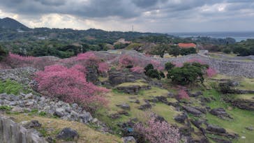 今帰仁城跡に投稿された画像（2025/1/29）