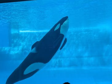 名古屋港水族館に投稿された画像（2025/1/30）
