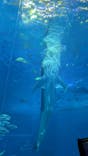 沖縄美ら海水族館に投稿された画像（2025/1/30）