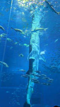 沖縄美ら海水族館に投稿された画像（2025/1/30）