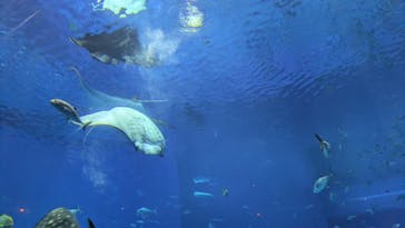 沖縄美ら海水族館に投稿された画像（2025/1/30）