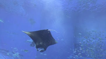 沖縄美ら海水族館に投稿された画像（2025/1/30）